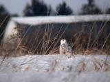 Snowy Owl 25 (immature female?)