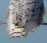 Snowy Owl 26