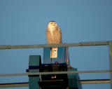 Snowy Owl 25