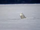 Snowy Owl 27 (immature male?)