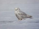 Snowy Owl 27 (imm male?)