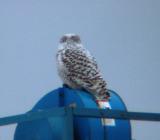 Snowy Owl 25