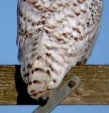 Snowy Owl 28
