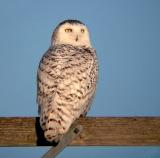 Snowy Owl 28