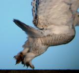 Snowy Owl 28