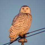 Snowy Owl 28