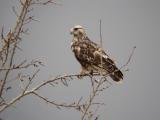 Rough-legged Hawk