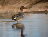 Green-winged Teal