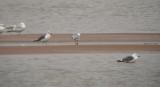 Lesser Black-backed Gulls