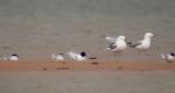 Little Gull