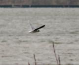 Little Gull