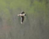 Little Gull