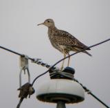 Upland Sandpiper