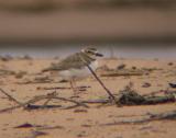 Wilsons Plover