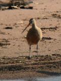 Marbled Godwit 2