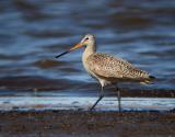 Marbled Godwit 3