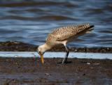 Marbled Godwit 3