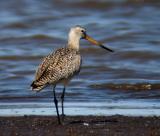 Marbled Godwit 3