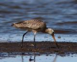 Marbled Godwit 3