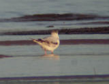 Little Gull (first summer)