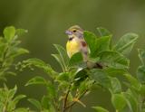 Dickcissel 3