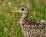 Upland Sandpiper
