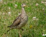 Upland Sandpiper