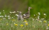 Upland Sandpiper