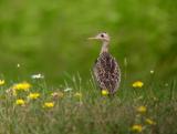 Upland Sandpiper