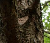 Northern Pearly Eye