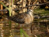 Short-billed Dowitcher (juvenile)