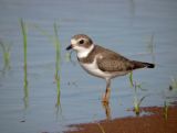 Semipalmated Plover (juvenile)