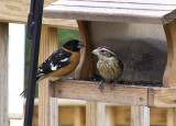 Black-headed Grosbeak by Tim Oksiuta