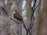 Broad-winged Hawk 0870