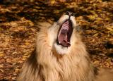 Yawn
