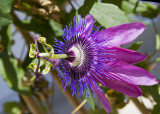 Passion Flower