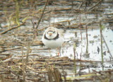 Pluvier siffleur / Piping Plover