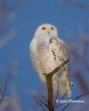 Snowy Owl