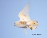 Snowy Owl 