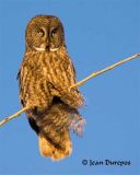  Great Gray Owl 