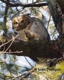  Great Horned Owl