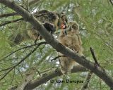  Great Horned Owl   & owlet