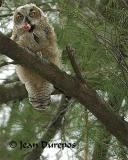 Great Horned Owlet