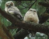 Great Horned Owls (juvenile) 