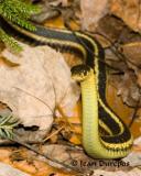 Curious George, the garter Snake