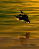  Mallards smooth landing at sunset