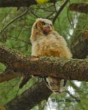 Great Horned Owl (juvenile)