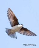 Tree Swallow