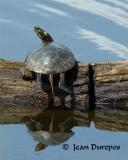 Painted Turtle