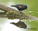 Red-winged Blackbird  (male)
